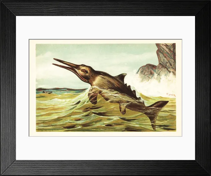 Framed Print : Stenopterygius quadriscissus, extinct ichthyosaur Framed Print : Stenopterygius quadriscissus, extinct ichthyosaur