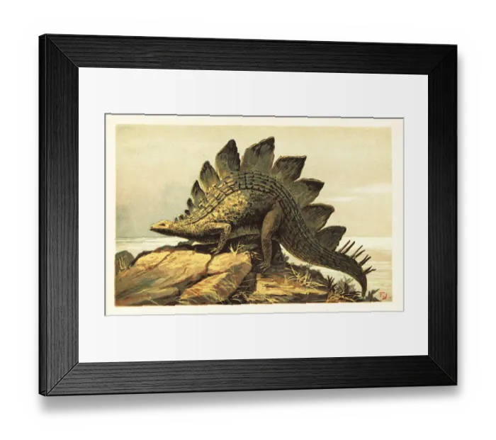 Framed Print : Stegosaurus, extinct genus of herbivorous dinosaur Framed Print : Stegosaurus, extinct genus of herbivorous dinosaur