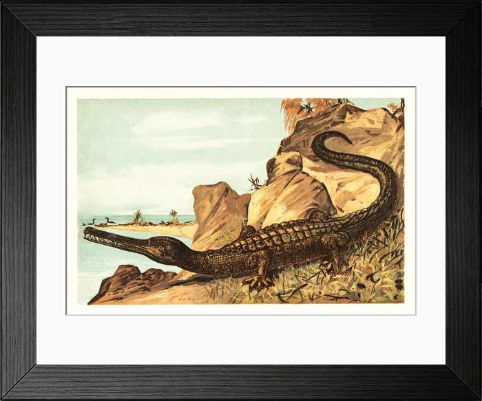 Framed Print : Teleosaurus cadomensis, extinct species of marine crocodile Framed Print : Teleosaurus cadomensis, extinct species of marine crocodile