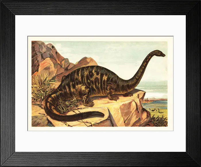 Framed Print : Brontosaurus excelsus, extinct species of gigantic quadruped sau Framed Print : Brontosaurus excelsus, extinct species of gigantic quadruped sau