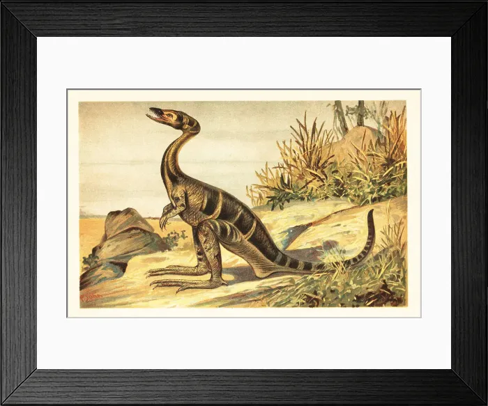 Framed Print : Compsognathus longipes, extinct small, carnivorous theropod Framed Print : Compsognathus longipes, extinct small, carnivorous theropod