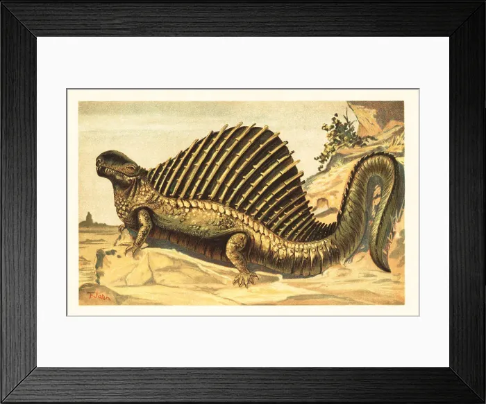 Framed Print : Dimetrodon limbatus with its distinctive neural spine sail on it Framed Print : Dimetrodon limbatus with its distinctive neural spine sail on it