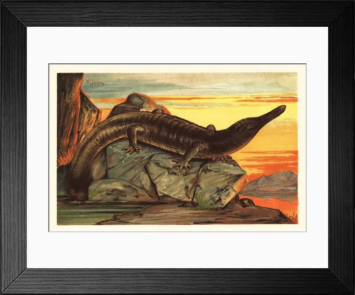 Framed Print : Archegosaurus decheni basking on a rock Framed Print : Archegosaurus decheni basking on a rock