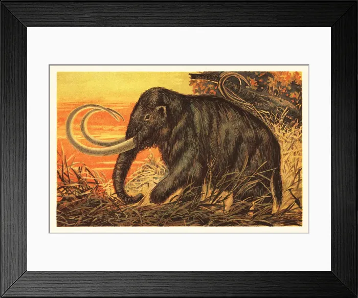 Framed Print : Woolly mammoth, Mammuthus primigenius Framed Print : Woolly mammoth, Mammuthus primigenius