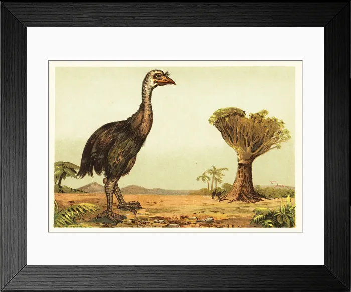 Framed Print : Giant moa and dragon tree Framed Print : Giant moa and dragon tree