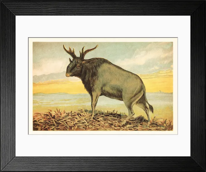 Framed Print : Shiva's beast, Sivatherium giganteum Framed Print : Shiva's beast, Sivatherium giganteum
