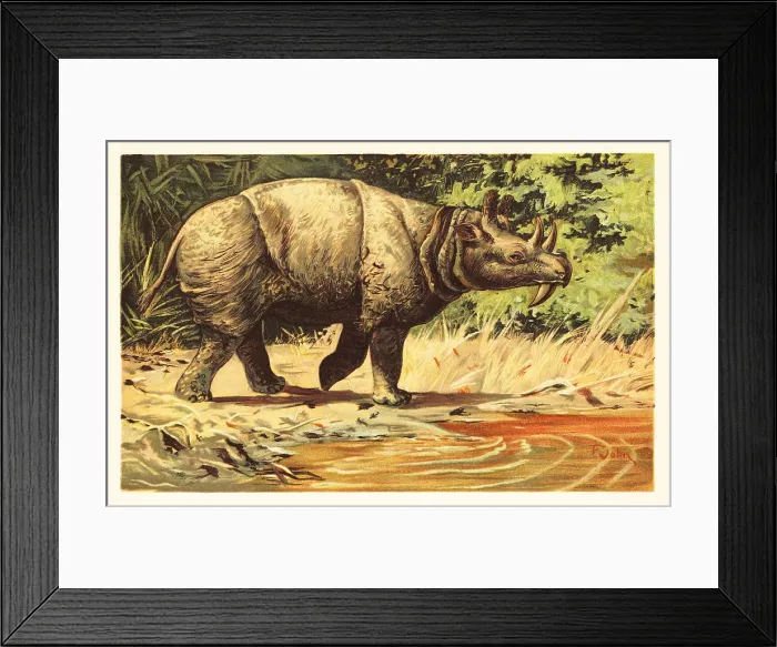 Framed Print : Uintatherium anceps, extinct herbivorous mammal of the Eocene Framed Print : Uintatherium anceps, extinct herbivorous mammal of the Eocene