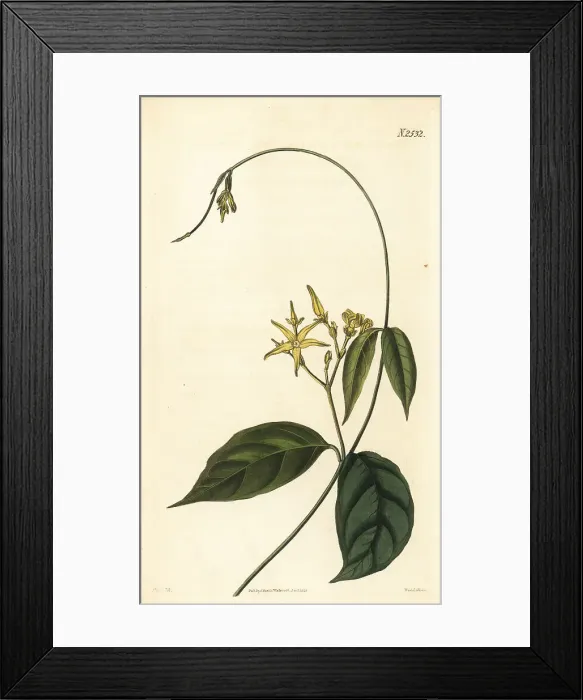 Framed Print : Cryptolepis sanguinolenta Framed Print : Cryptolepis sanguinolenta