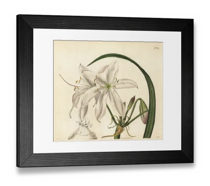Framed Print : Blush-coloured sand crinum, Crinum arenarium Framed Print : Blush-coloured sand crinum, Crinum arenarium