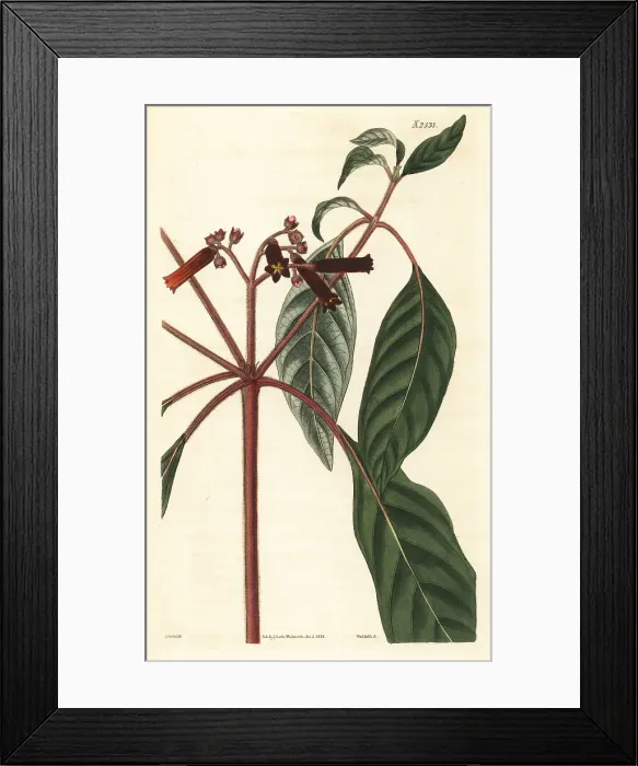 Framed Print : Spreading scarlet hamelia, Hamelia patens Framed Print : Spreading scarlet hamelia, Hamelia patens