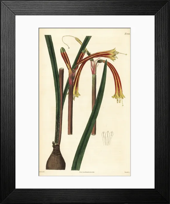 Framed Print : Striated cyrtanthus, Cyrtanthus striatus Framed Print : Striated cyrtanthus, Cyrtanthus striatus