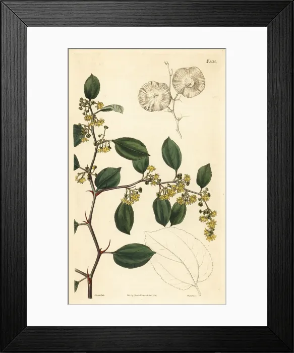 Framed Print : Nepal Christ's-thorn, Paliurus virgatus Framed Print : Nepal Christ's-thorn, Paliurus virgatus