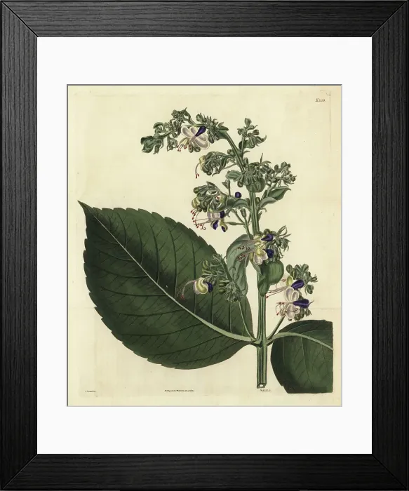 Framed Print : Blue fountain bush, Rotheca serrata Framed Print : Blue fountain bush, Rotheca serrata
