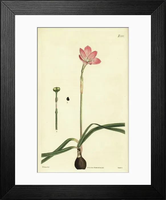 Framed Print : Cuban zephyrlily, Zephyranthes rosea Framed Print : Cuban zephyrlily, Zephyranthes rosea