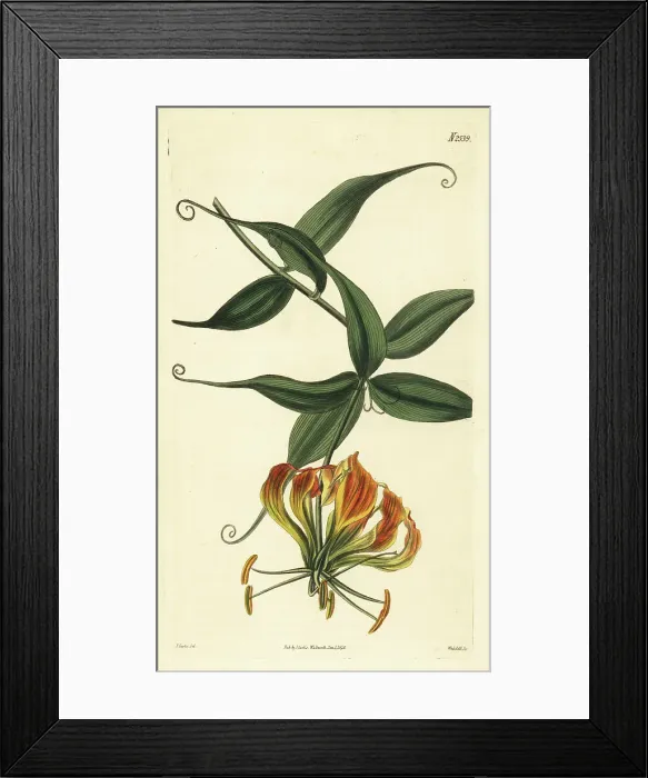 Framed Print : Flame lily, Gloriosa superba Framed Print : Flame lily, Gloriosa superba