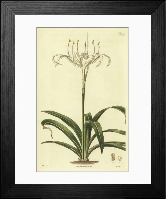 Framed Print : Rain flower, Pancratium zeylanicum Framed Print : Rain flower, Pancratium zeylanicum