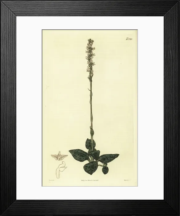 Framed Print : Downy rattlesnake plantain, Goodyera pubescens Framed Print : Downy rattlesnake plantain, Goodyera pubescens