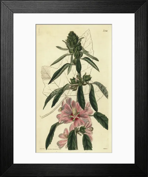 Framed Print : Hairy lavatera, Lavatera hispida Framed Print : Hairy lavatera, Lavatera hispida