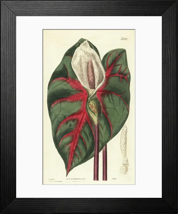 Framed Print : Heart of Jesus, Caladium bicolor Framed Print : Heart of Jesus, Caladium bicolor