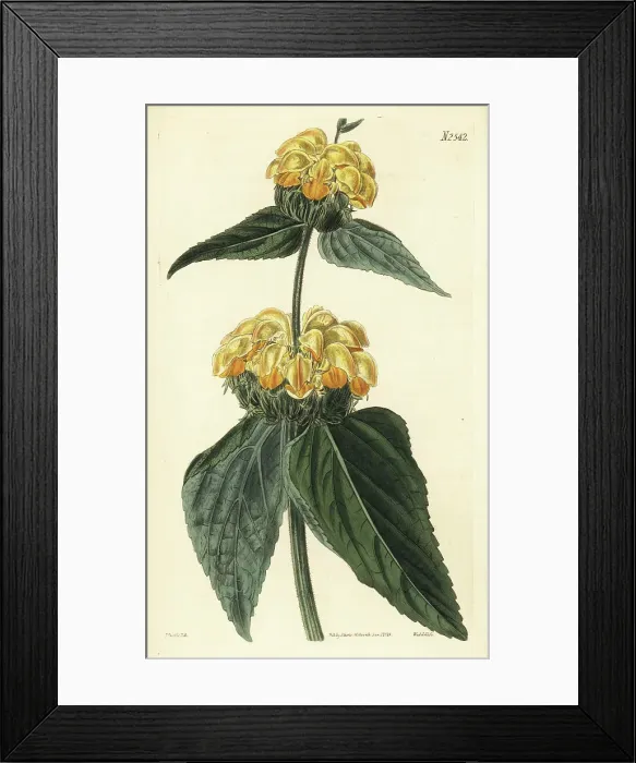 Framed Print : Turkish sage, Phlomis russeliana Framed Print : Turkish sage, Phlomis russeliana