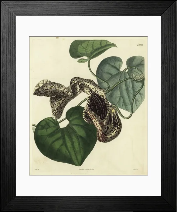 Framed Print : Aristolochia cymbifera Framed Print : Aristolochia cymbifera