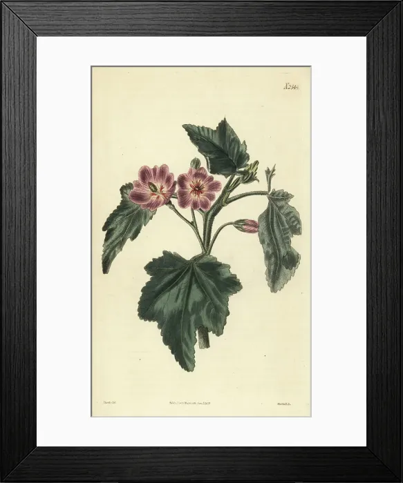 Framed Print : Phymosia abutiloides Framed Print : Phymosia abutiloides