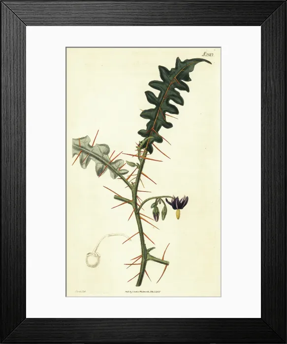 Framed Print : Porcupine tomato, Solanum pyracanthos Framed Print : Porcupine tomato, Solanum pyracanthos