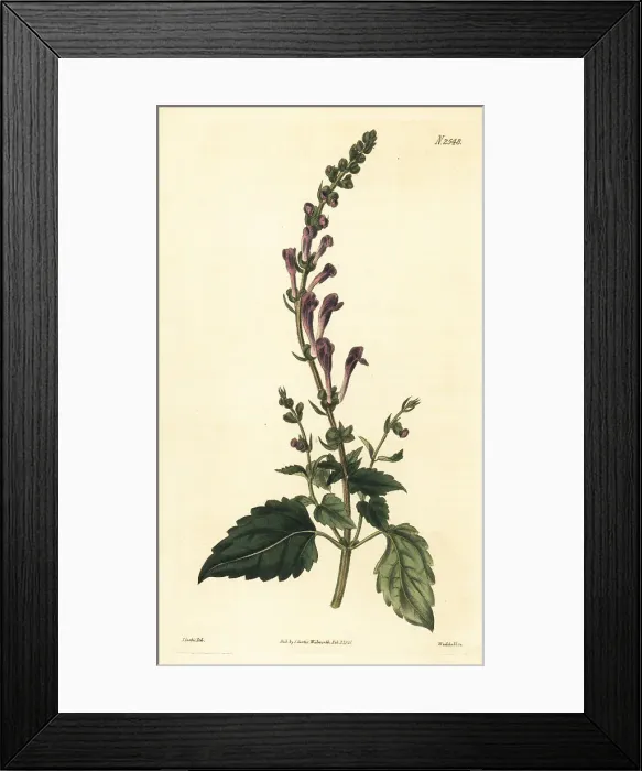 Framed Print : Somerset skullcap, Scutellaria altissima Framed Print : Somerset skullcap, Scutellaria altissima