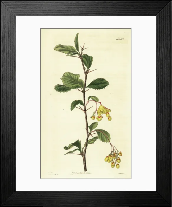 Framed Print : Berberis umbellata Framed Print : Berberis umbellata