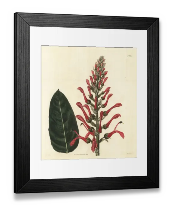 Framed Print : Mullein-leaved lobelia, Lobelia tupa Framed Print : Mullein-leaved lobelia, Lobelia tupa