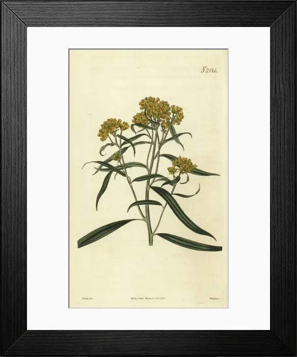 Framed Print : Grass-leaved goldenrod, Euthamia graminifolia Framed Print : Grass-leaved goldenrod, Euthamia graminifolia