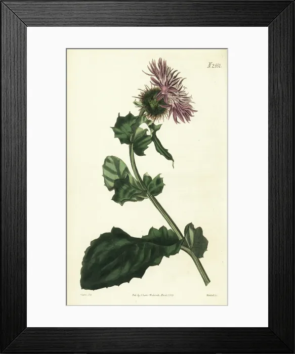 Framed Print : Prickly globe-headed centaury, Centaurea sphaerocephala Framed Print : Prickly globe-headed centaury, Centaurea sphaerocephala