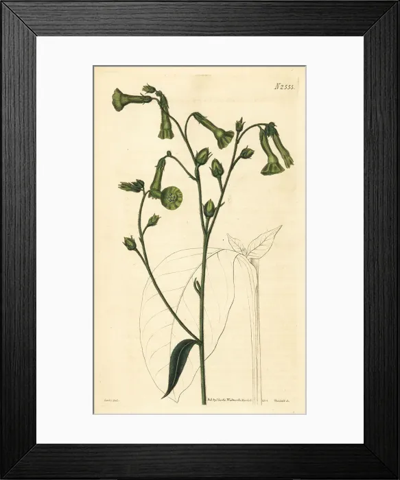 Framed Print : Langsdorff's tobacco, Nicotiana langsdorffii Framed Print : Langsdorff's tobacco, Nicotiana langsdorffii