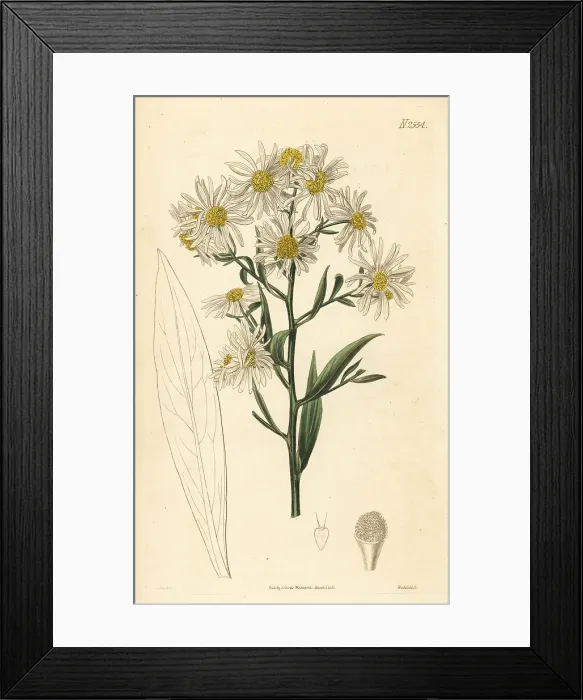 Framed Print : White doll's daisy, Boltonia asteroides Framed Print : White doll's daisy, Boltonia asteroides