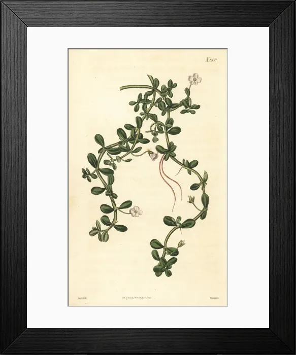 Framed Print : Brahmi or waterhyssop, Bacopa monnieri Framed Print : Brahmi or waterhyssop, Bacopa monnieri