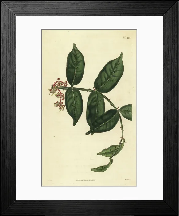 Framed Print : Shiny-leaf prickly-ash, Zanthoxylum nitidum Framed Print : Shiny-leaf prickly-ash, Zanthoxylum nitidum