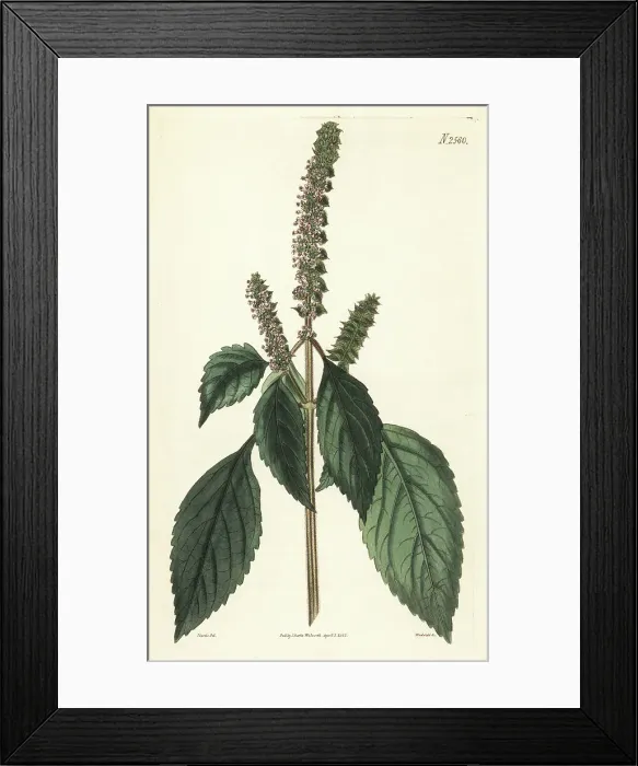 Framed Print : Vietnamese balm, Elsholtzia ciliata Framed Print : Vietnamese balm, Elsholtzia ciliata