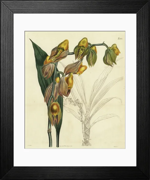 Framed Print : Large-fruited catasetum, Catasetum macrocarpum Framed Print : Large-fruited catasetum, Catasetum macrocarpum