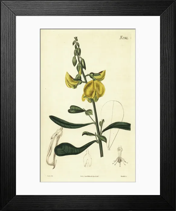 Framed Print : Wedge-leaf rattlepod, Crotalaria retusa Framed Print : Wedge-leaf rattlepod, Crotalaria retusa
