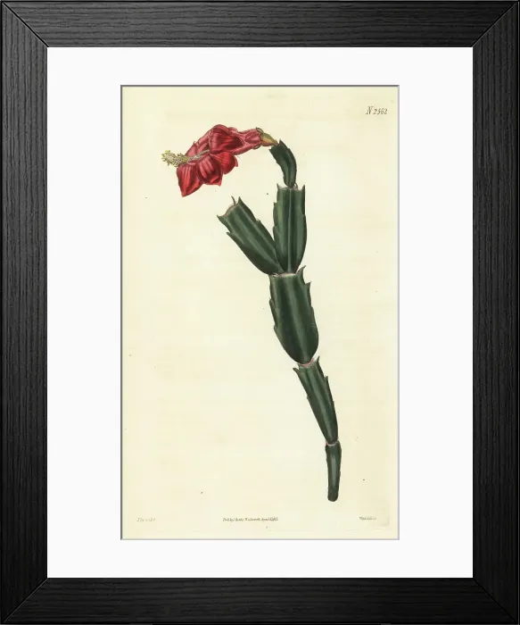 Framed Print : False Christmas cactus, Schlumbergera truncata Framed Print : False Christmas cactus, Schlumbergera truncata