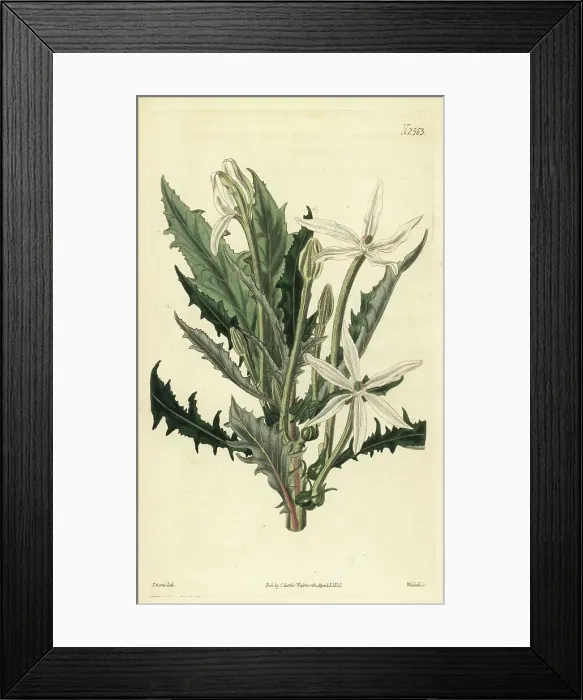 Framed Print : Star of Bethlehem, Hippobroma longiflora Framed Print : Star of Bethlehem, Hippobroma longiflora
