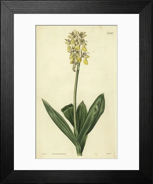 Framed Print : Chinese privet or wax-tree, Ligustrum lucidum Framed Print : Chinese privet or wax-tree, Ligustrum lucidum