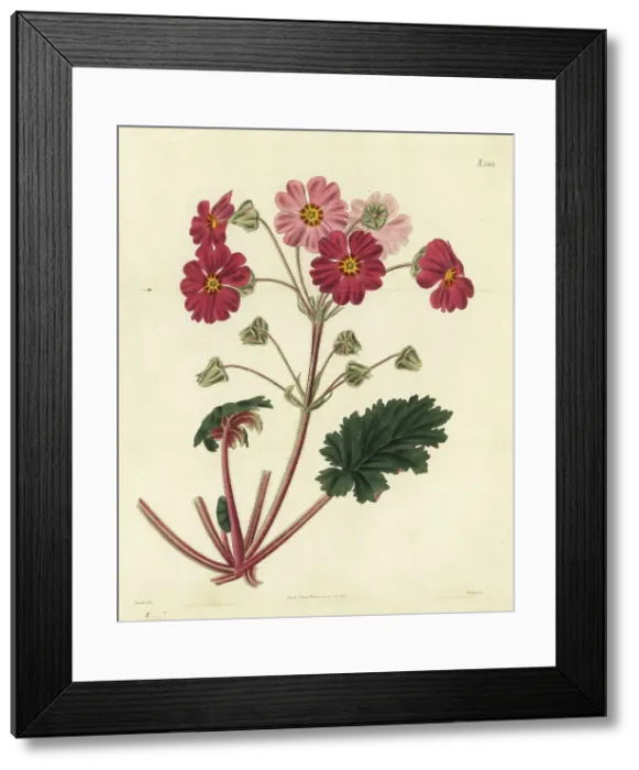 Framed Print : Chinese primrose, Primula sinensis Framed Print : Chinese primrose, Primula sinensis