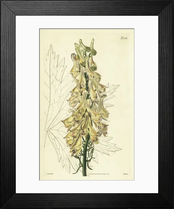 Framed Print : Aconitum orientale Framed Print : Aconitum orientale