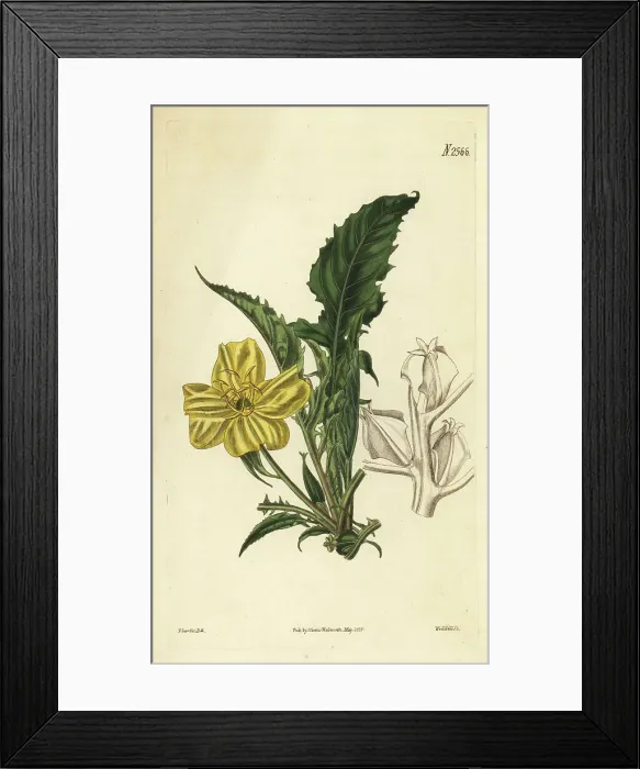 Framed Print : Stemless evening primrose, Oenothera triloba Framed Print : Stemless evening primrose, Oenothera triloba