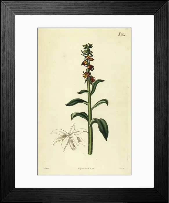 Framed Print : Red echeveria, Echeveria coccinea Framed Print : Red echeveria, Echeveria coccinea