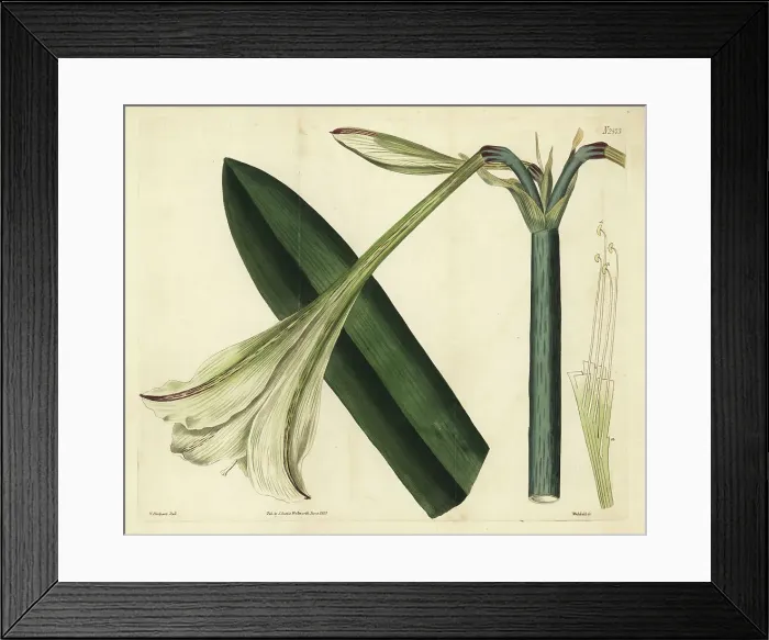 Framed Print : Hippeastrum elegans Framed Print : Hippeastrum elegans