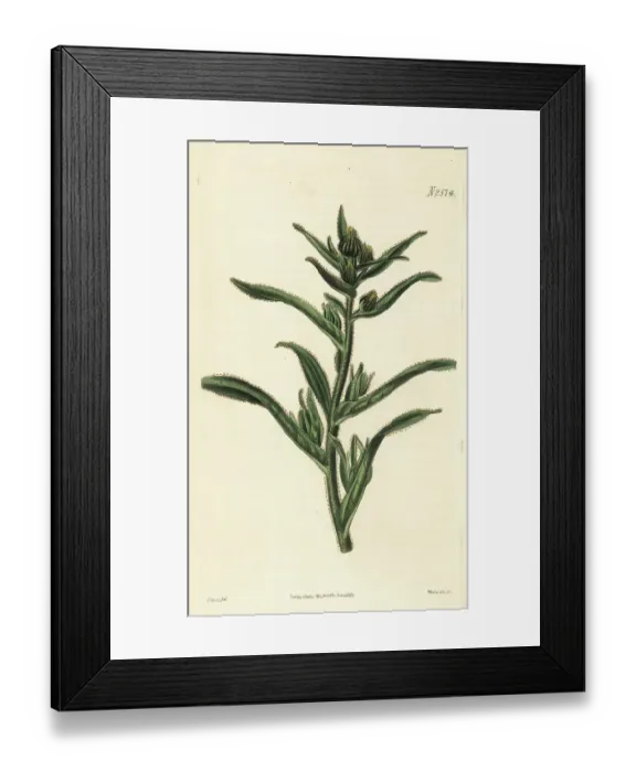 Framed Print : Coast tarweed, Madia sativa Framed Print : Coast tarweed, Madia sativa