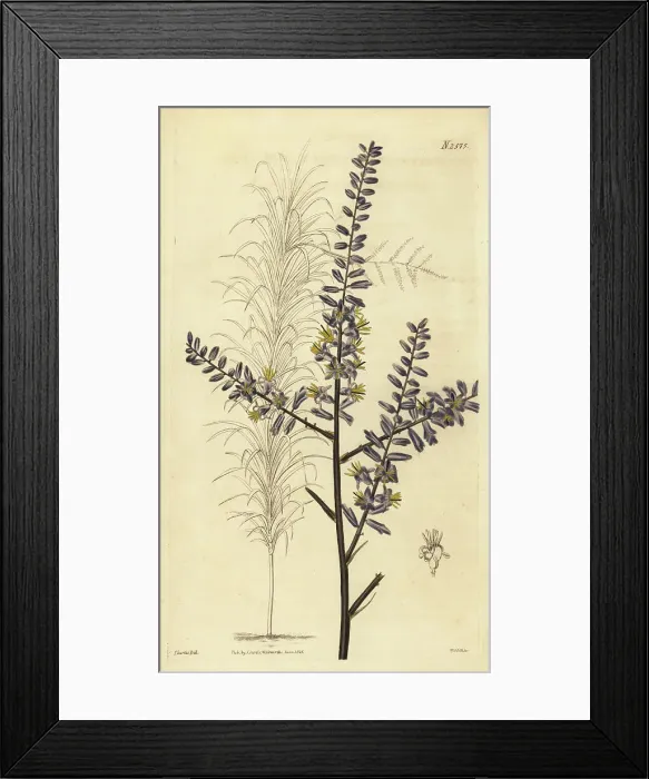 Framed Print : Slender palm lily, Cordyline stricta Framed Print : Slender palm lily, Cordyline stricta