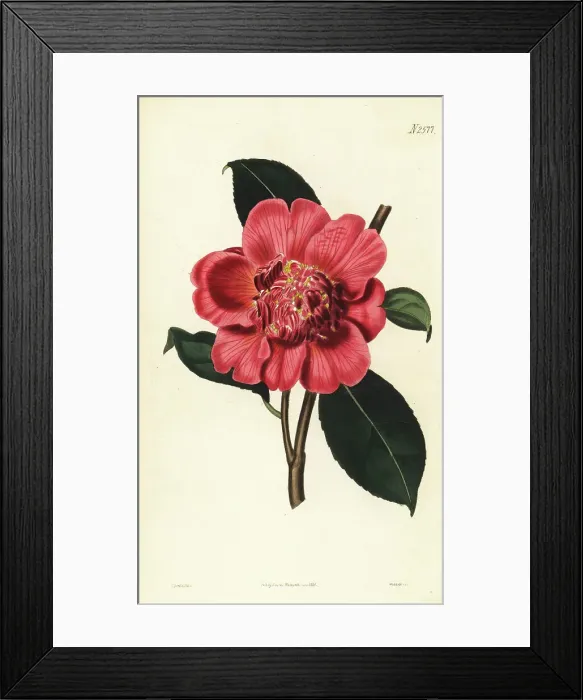 Framed Print : Hybrid camellia, Camellia japonica Framed Print : Hybrid camellia, Camellia japonica